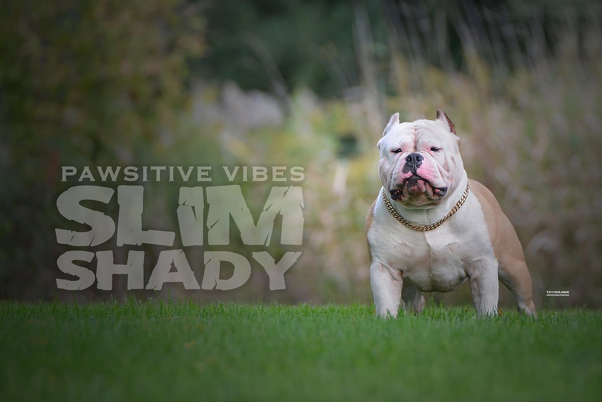 DOEski_'s tweet photo. Might have something available as well. These ain’t your neighborhood $200 pitbull.. Gotta come correct and get blessed! https://t.co/0YSlwyBC2N