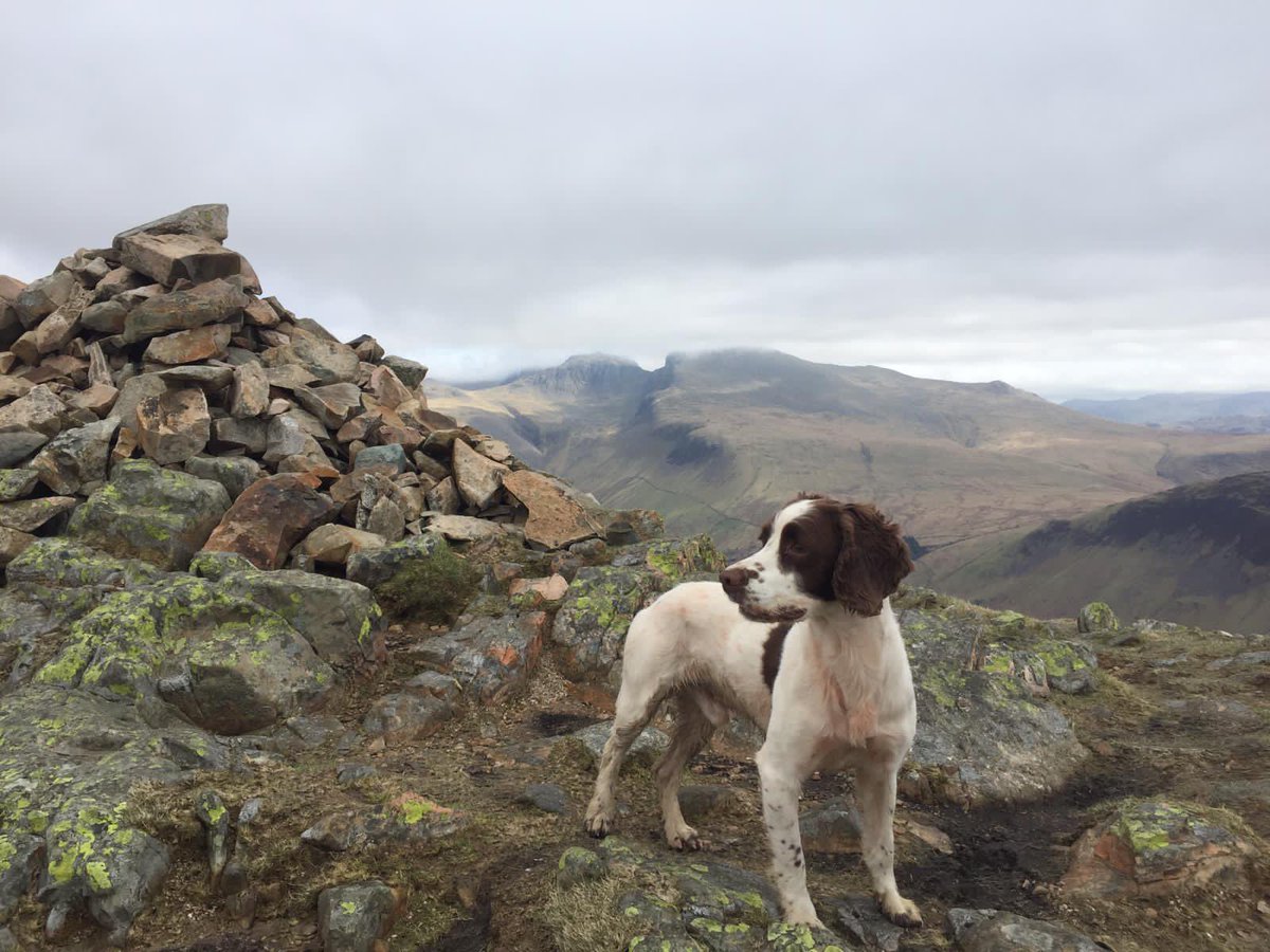 To celebrate  #WorldAnimalDay here’s a picture of Rory the Embark dog living his best life and doing what he loves the most - exploring the #lakedistrict #lakedistrictwalks #mansbestfriend