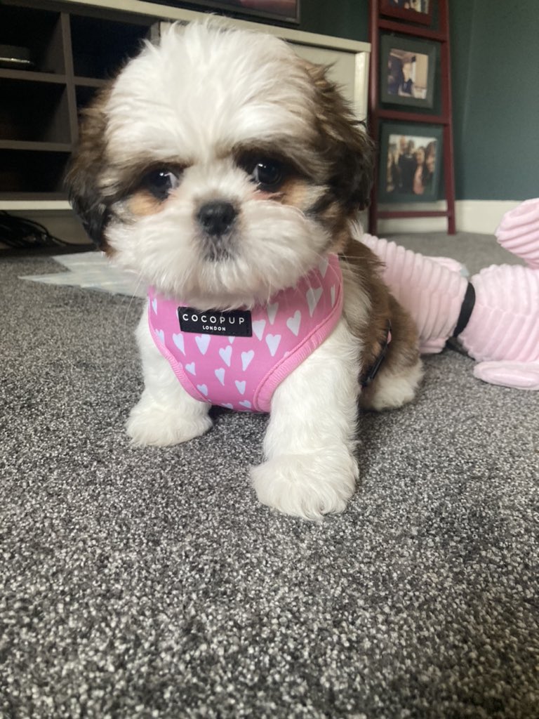 MilaBSalerno's tweet photo. My humum put this contraption on me today for a few minutes to get me ready to go to indoor puppy training classes in a few weeks. I hated it and refused to move despite getting chicken before! Any tips for my humum? #shihtzu #DogsofTwittter #harnesstraining https://t.co/ZZ5ME1ZUud
