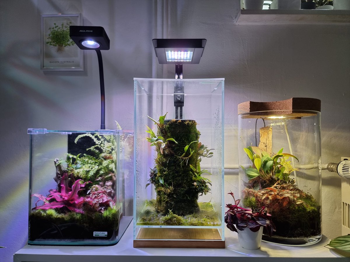 Aquarium_Zimmer (@AquariumZimmer) / Posts / X