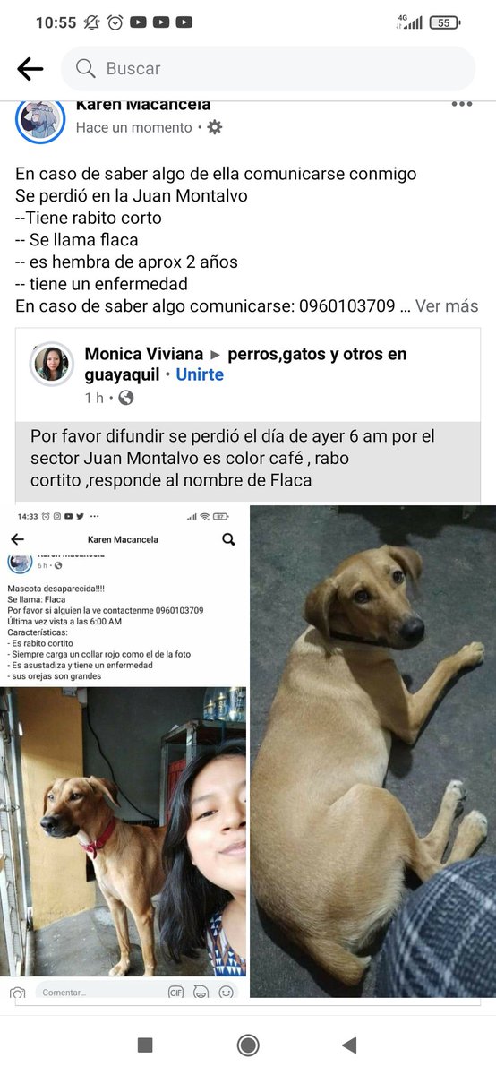 Leonela64690699's tweet photo. Hola yo estaba utilizando las  #RedesSociales para poder buscar a mi perrita :c me podrían ayudar a difundir https://t.co/nhkcg9DVCX
