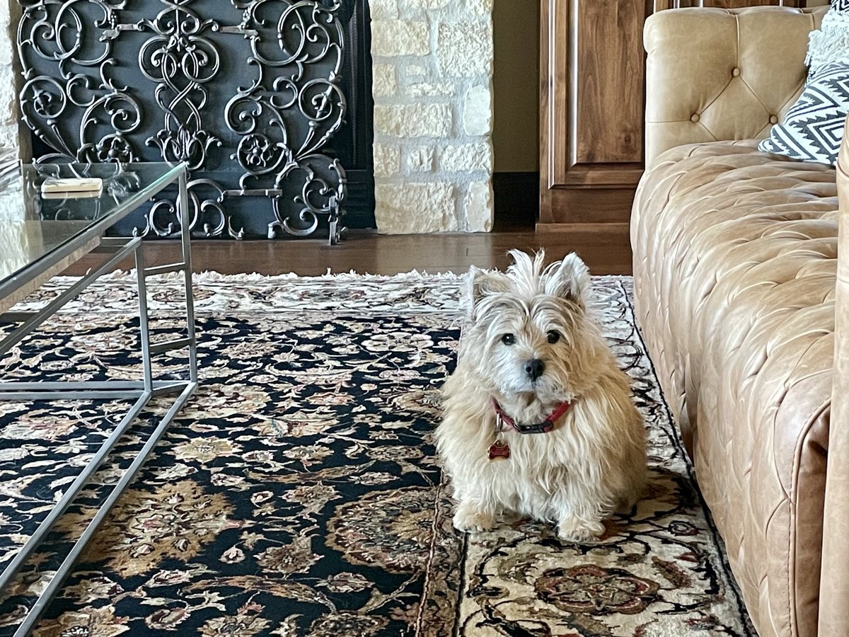 lgraywillingham's tweet photo. My dog is looking very dapper today! โค๏ธ๐พ #dog #twitterdog #writingassistant #mondaywriting #mondayillustrating #illustrator #write #writing #writingcommunity https://t.co/plBFNVmtfX
