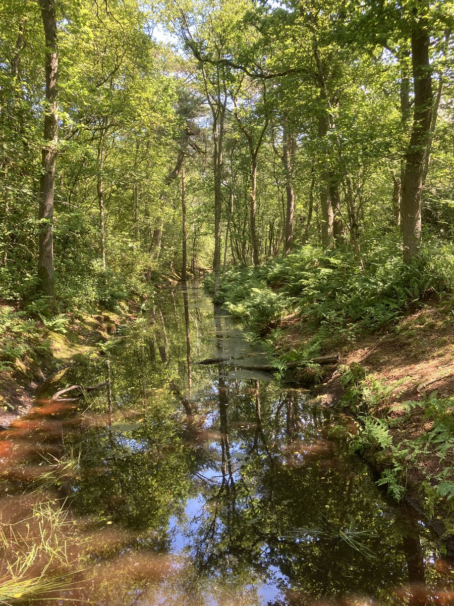WandelCoachDag's tweet photo. Elke vraag is een kans om over jouw vak te schrijven. Om je expertise te tonen. Dus waar geloof je heilig in Josee Blanken? Wat is je #specialiteit? @joseeblanken  https://t.co/V5FCTrdJSv #NWCD21 https://t.co/IFT8f6cVDn