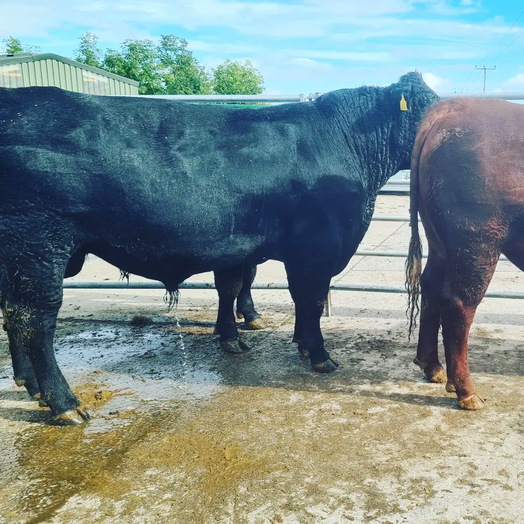 Tweenhills Aberdeen Angus has a selection of 18 month old Bulls for sale. TB tested. Hi Health herd. Please contact werner@tweenhills.com 
<a href="/Tweenhills/">Tweenhills</a> <a href="/AberdeenAngusUK/">Aberdeen Angus UK</a>
<a href="/dredvers/">David Redvers</a>
