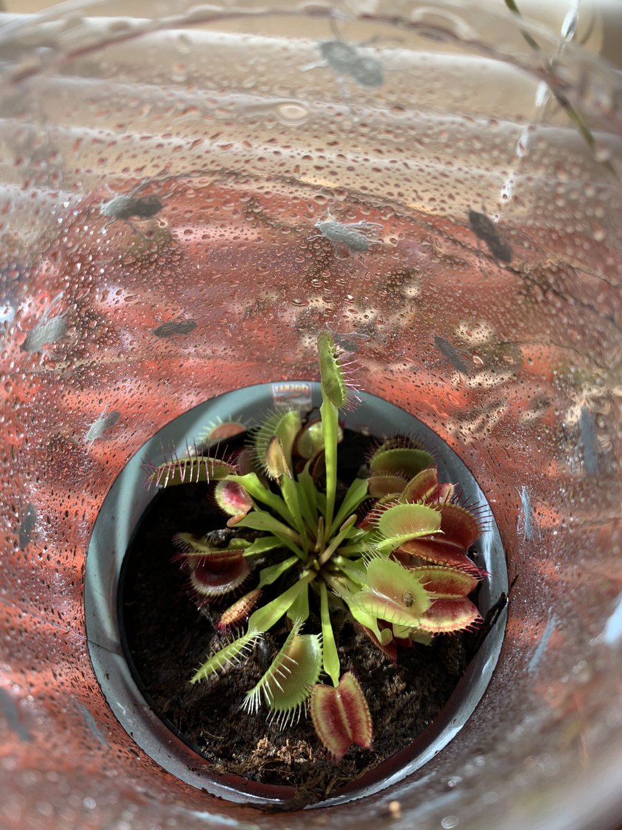 I’ve gotten so much done with the socials outages cleaned my whole house, and fed these dudes bugs! Maybe I don’t need it 🤔