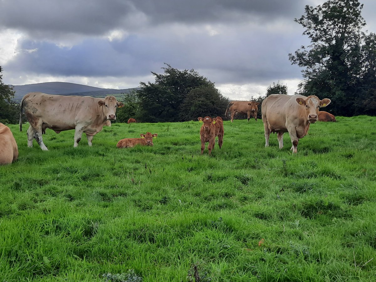A couple of more cows that came out of the skidoo herd thanks to <a href="/tradeforus/">Tradeforus</a> #sucklers