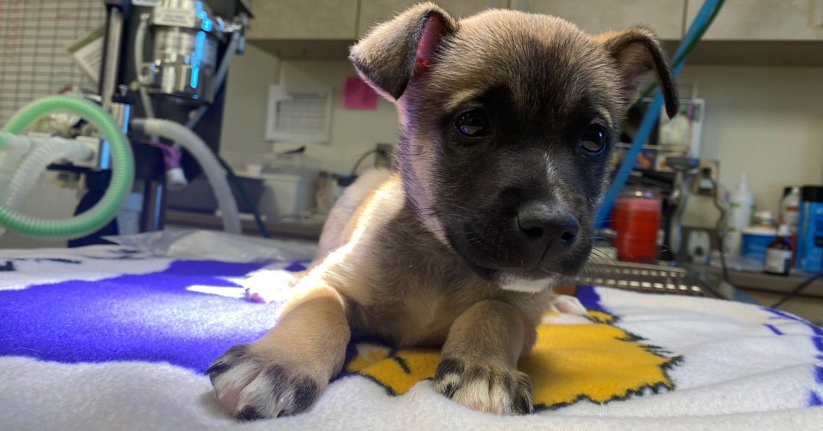 Let's send some #MondayMotivation vibes to Tango! 🐾 10-week-old Tango will be dancing again soon thanks to our pawsome veterinarians in Pueblo! There won't be any tiny Tangos, but this pup will take the lead in your life! #HappyTailsHappyHearts