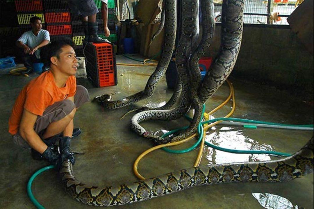 #YILAN derisi çanta, cüzdan ve kemerlerin ASIL SAHİBİNE nasıl bir zulüm ve işkence yapıldığını hiç düşündünüz mü?
Kafaları kesiliyor, derileri kurutulmak üzere yüzülürken, geri kalan parçaları da fırınlara atılıyor.
Bu CİNAYETE ORTAK OLMA
#4EkimHayvanlarıKorumaGününü KUTLAMIYORUZ