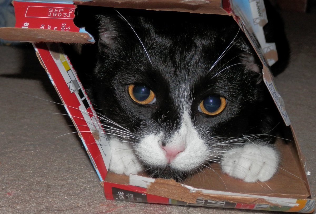 Huntress_Lena's tweet photo. @Chewy https://t.co/7frOLhbVjC