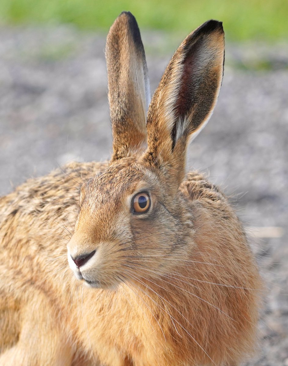 JimHigham's tweet photo. Hare’s looking at you, kid 😊. An extremely beautiful brown hare at @ElmleyNNR today. @VisitKent @KentWildlife @HPT_Official @BBCSpringwatch https://t.co/y3fttv7kfN