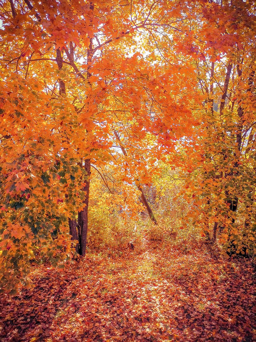 Golden #autumn in #Pärnu 🍁 Enjoy your stay #visitestonia. <a href="/visitestonia/">Visit Estonia</a>