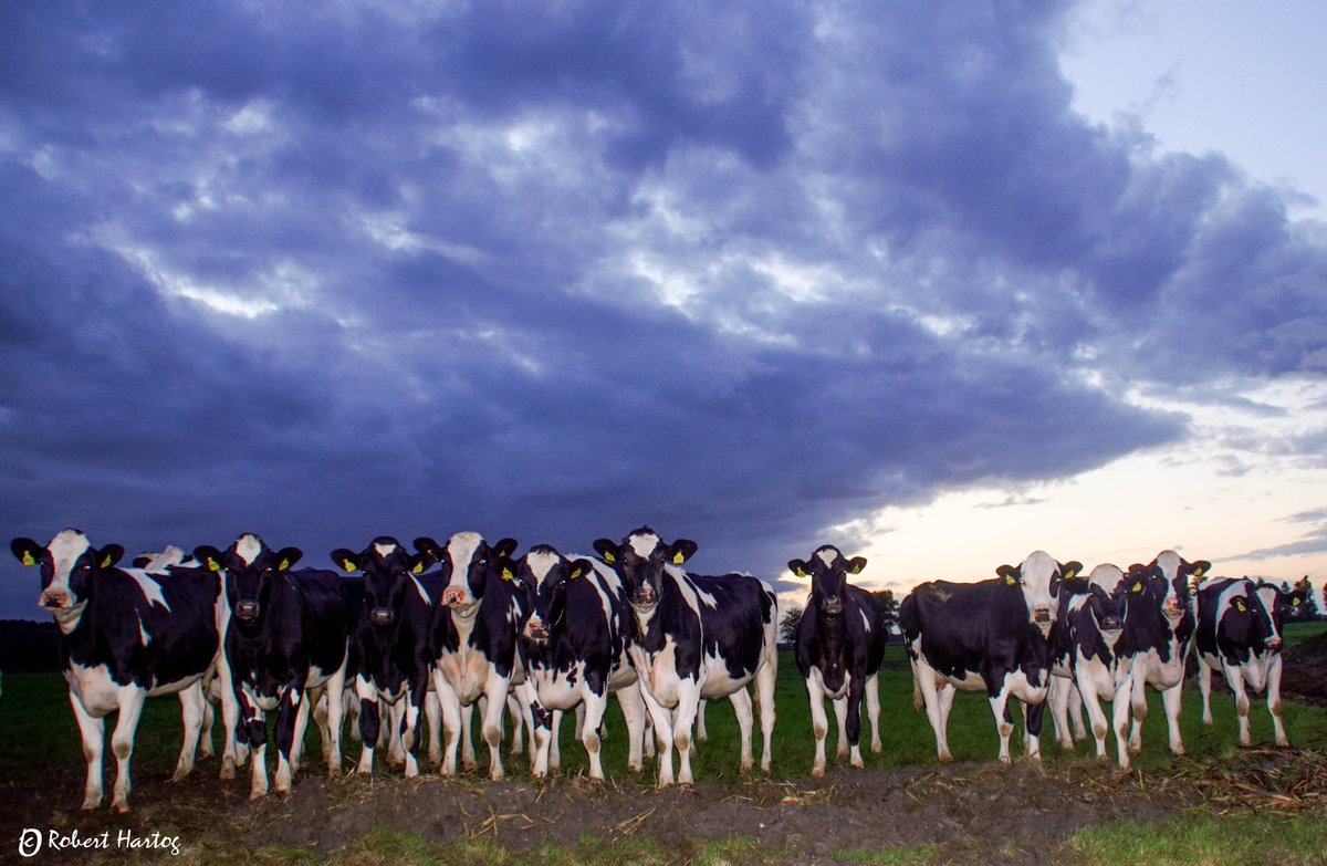 #Buitje met de #zonsondergang van 4-10 -21 #Lekkum #koeien  
<a href="/nicolienkroon/">nicolienkroon</a> <a href="/WilliamHuizinga/">William Huizinga</a> <a href="/mrmiddendorp/">Maurice Middendorp</a> @weermanreinier <a href="/BuienRadarNL/">Buienradar</a> <a href="/marjondehond/">Marjon de Hond</a> @MarcdeJongRTL