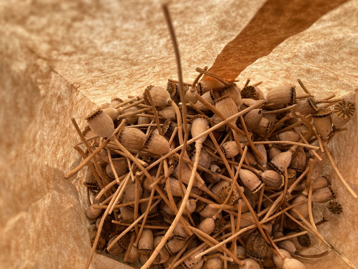 A whole lotta dried out poppy seed pods in the bottom of a paper bag