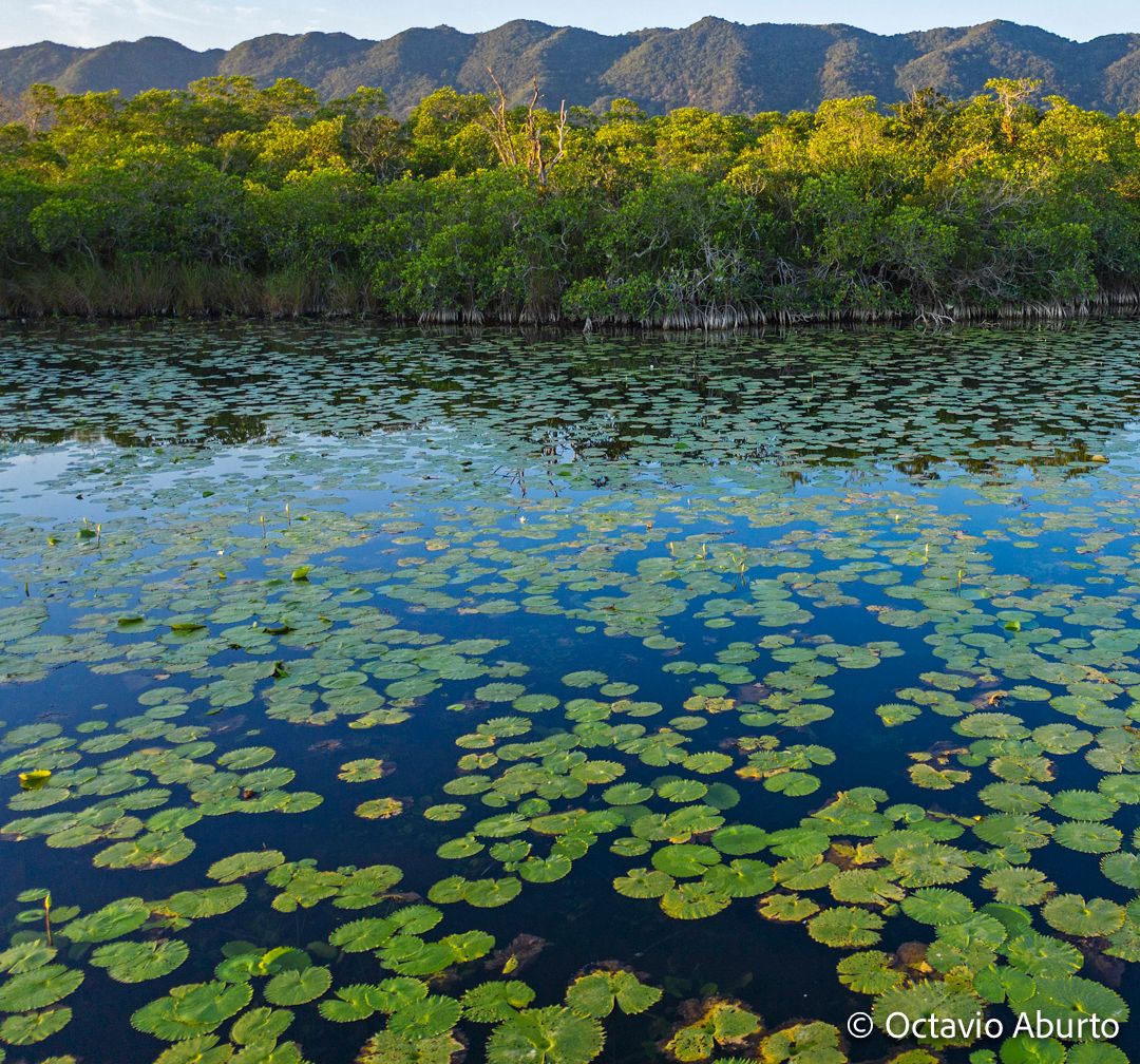 Finding a #mangrove forest 200km from the ocean on the Yucatan Peninsula was an unexpected surprise. This unique habitat that has been trapped in time for >100,000 years gave us a glimpse at how #sealevel changed since the last #interglacial period.