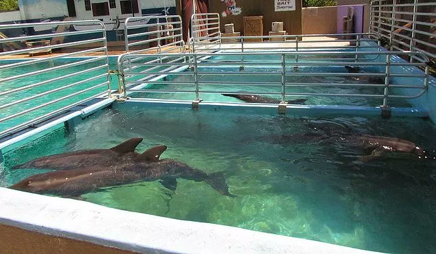 Denizlerin derinliklerinde yüzmesi gereken yunusları, birkaç metrekarelik havuzlara hapsedilmiş şekilde görmeye gitmek,bu vahşete ortak olmaktır
Günde ort. 40km hızla yüzüp 130km katedebilen, 300 m.derinlere dalabilen yunuslar 1havuzun içinde yüzmekten ne kadar mutlu olabilirler?