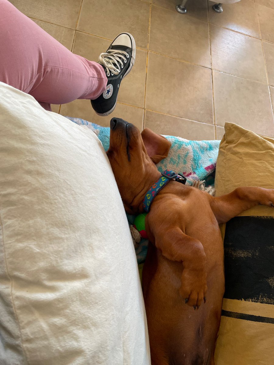 No se como pero me tengo que despabílar ...Este perro anoche no me dejó dormir . Salchicha 1 Mel 0