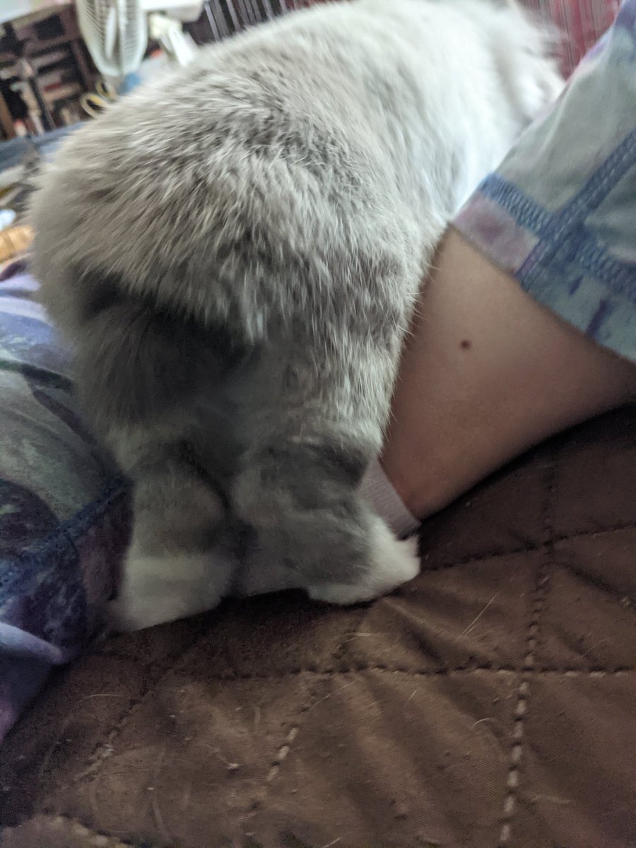 xgunsblazingx's tweet photo. Loki is here to provide entertainment.....

#rabbit #rabbitoftwitter #Rabbits https://t.co/qStD5ilmMI