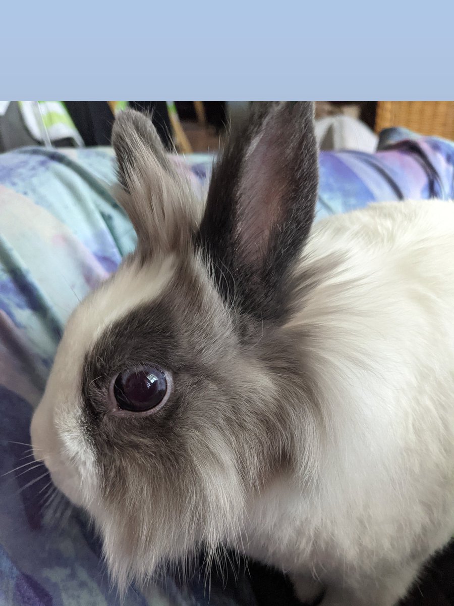 xgunsblazingx's tweet photo. Loki is here to provide entertainment.....

#rabbit #rabbitoftwitter #Rabbits https://t.co/qStD5ilmMI