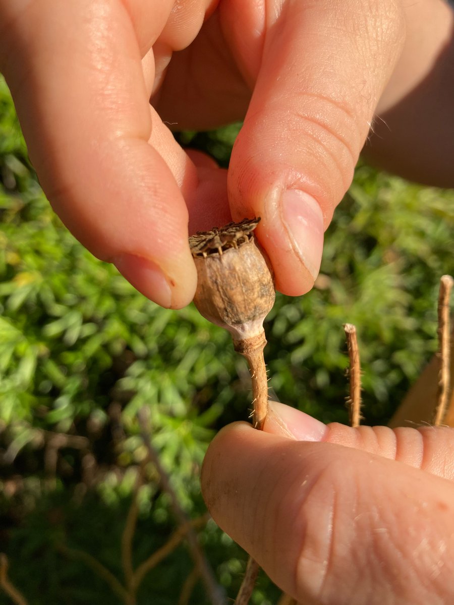 Poppy head pinched between Erika's fingers.