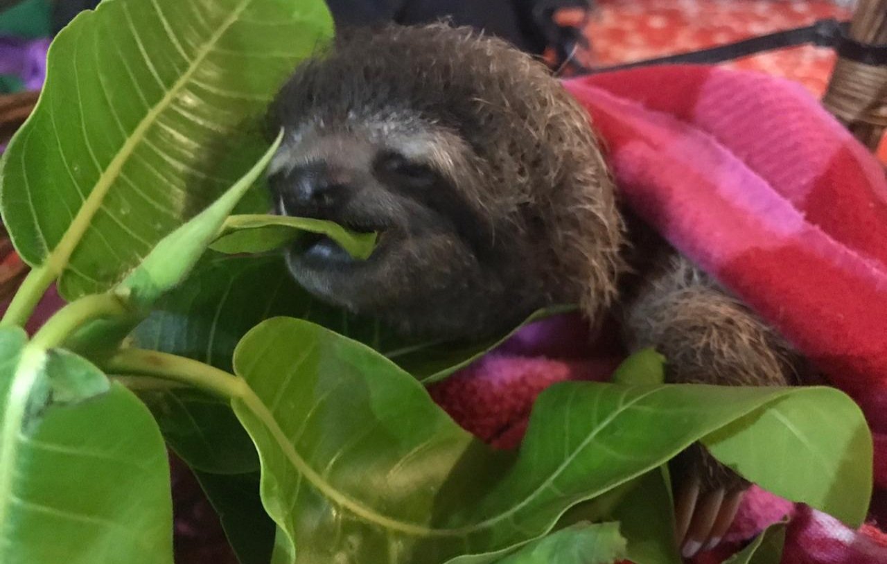 The Sloth Institute on Twitter: 