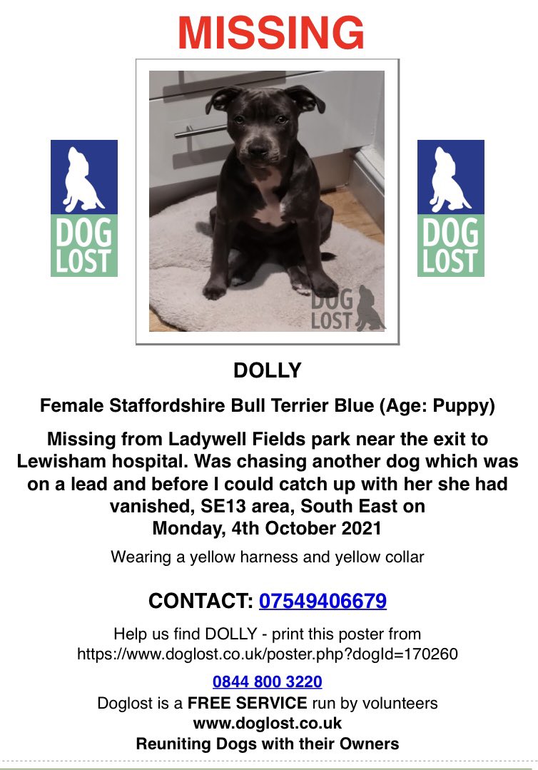 DOLLY #puppy #SBT missing from #Ladywellfieldspark nr #LewishamHospital CHASING ANOTHER DOG WHICH WAS ON A LEAD…she vanished #SE13 4/10/21 TAGGED&CHIPPED wearing yellow harness/collar doglost.co.uk/dog-blog.php?d… @LewishamCollege @lewishamnews @LindaFu73078079 @joannew0112 @bs2510