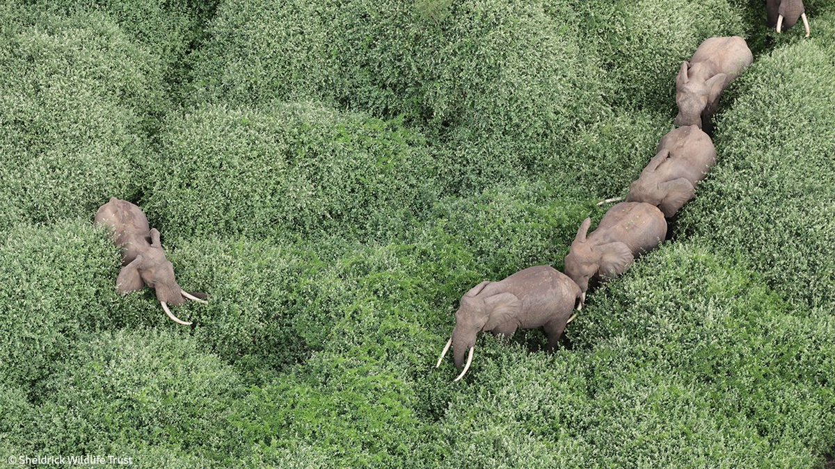 Sheldrick Wildlife Trust tweet media