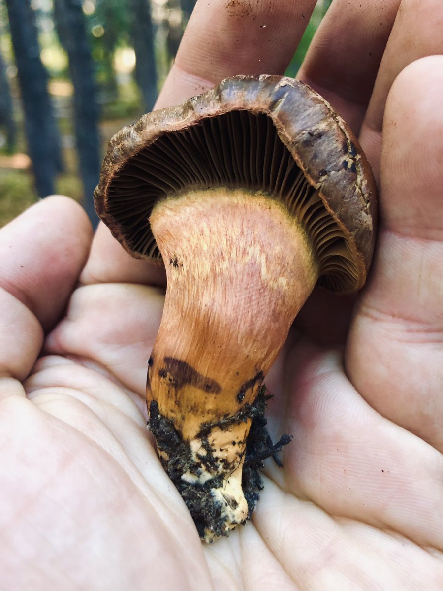 dj1punch tweet media