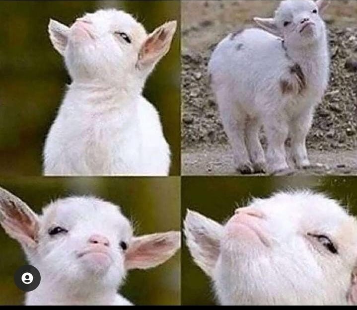 notsoareeba's tweet photo. Me after realising my crush can't ignore me because he's being ignored by everyone

#WhatsApp https://t.co/6Hh5HLesuW