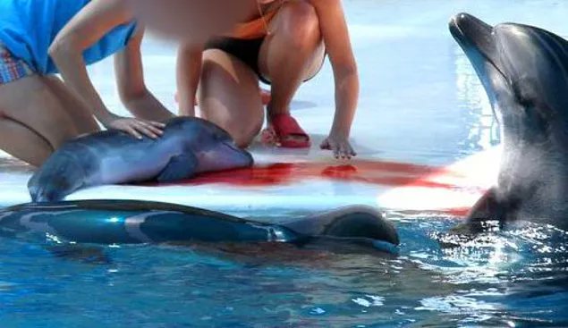 Yunuslar sizin çocuklarınız yerine kendi çocuklarıyla vakit geçirmek isterler.
Duygusal, hassas ve özgürlüklerine düşkün canlılardır. 
Dans edip, top atmaya zorlandıklarında travma geçirirler
Müzik ve alkışla izlediğiniz eğlence onlar için İŞKENCEDİR
#4Ekim'i KUTLAMIYORUZ