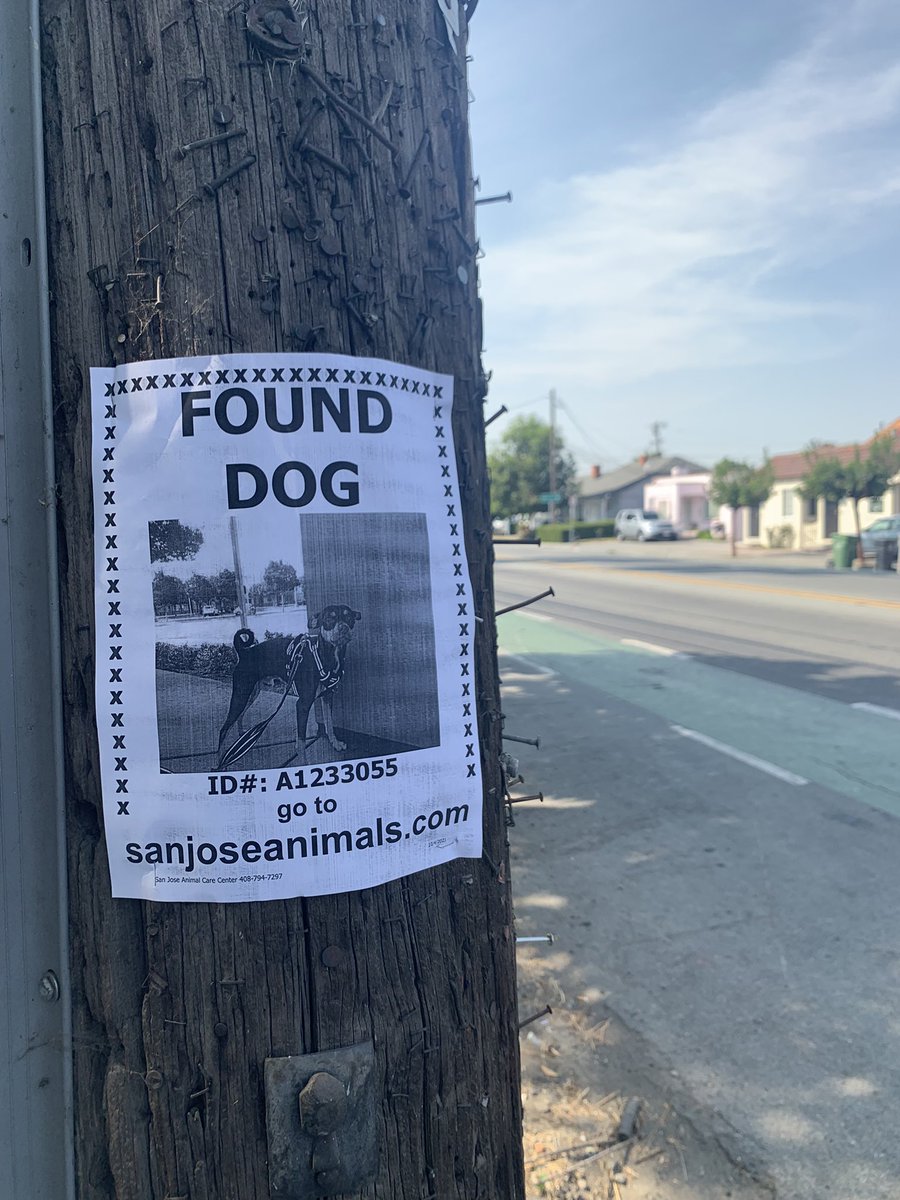 AdoptMyBlock408's tweet photo. Facebook and Instagram are down so we are trying to find this guys home the old fashion way. Something tells me he was abandoned though. He’s been on the street for around a week and nobody was looking for him at the shelter. https://t.co/YaWUPgKq3B