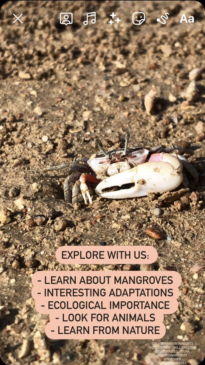 Dayma (@daymajourneys) on Twitter photo 7th :
7am Birding with <a href="/elgouna/">Shivawn Hinchliffe</a>’s rotary club
3pm mangrove walk and biomimicry workshop
#Daymagoestoelgouna
#ecoeducation #OutdoorEducation 7th :
7am Birding with <a href="/elgouna/">Shivawn Hinchliffe</a>’s rotary club
3pm mangrove walk and biomimicry workshop
#Daymagoestoelgouna
#ecoeducation #OutdoorEducation