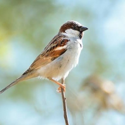 how_humans's tweet image. WhatsApp, Facebook and Instagram down #instagramdown #facebookdown 

Today World realised how Birds are so Important for our Planet