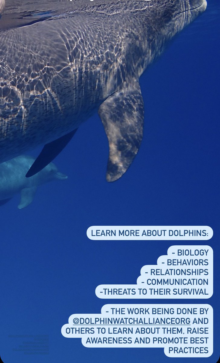 8th of October! Dolphins !!

We’ll be learning about RedSea dolphins and the #conservation work and #research currently led by @DWAORG 

#ecoeducation #edutourism #OutdoorEducation #Dolphins