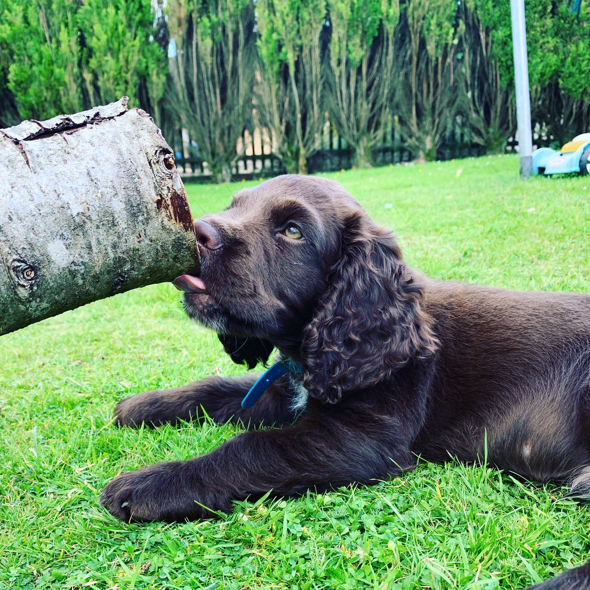 MrsGloversClass's tweet photo. @PrimaryRocks1 @PrimaryRocks1 getting a puppy! He has brought a new focus outside of school life! https://t.co/GqUs9Muqp4