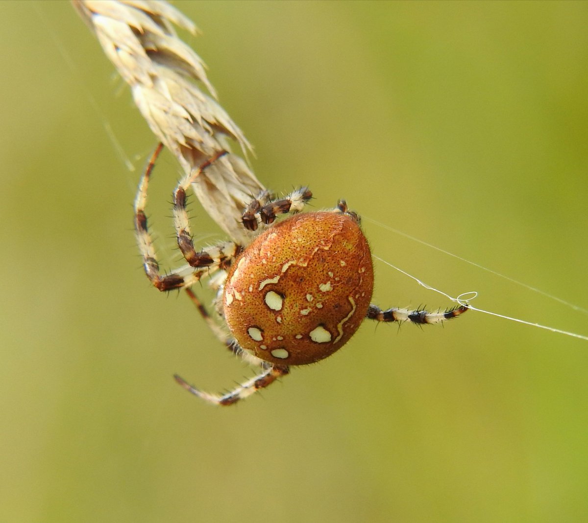 donnamallon222's tweet photo. Four-spotted Orb Weaver - Araneus quadratus. I have totally fallen in love with these beauties there amazing and fascinating that they can change there colour to match there resting surface 😊
#gettingclosetonature #spidersuk https://t.co/C5dmz1nyH3