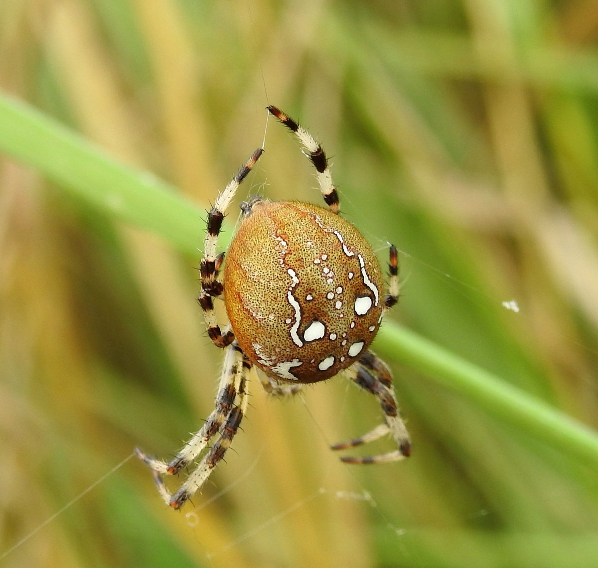 donnamallon222's tweet photo. Four-spotted Orb Weaver - Araneus quadratus. I have totally fallen in love with these beauties there amazing and fascinating that they can change there colour to match there resting surface 😊
#gettingclosetonature #spidersuk https://t.co/C5dmz1nyH3