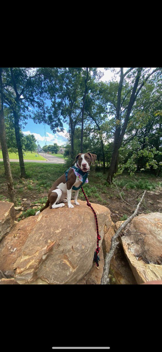 abbienick's tweet photo. FAYETTEVILLE friends - my little brother’s dog got out on Sunday night; still missing but last seen in WALKER PARK this morning! (Near RV tailgating park by baseball field)
Name is Millie; about 45 pounds
Share so we can find her! Text or call 479-970-4780 with any info! https://t.co/EaB5UKOTJV