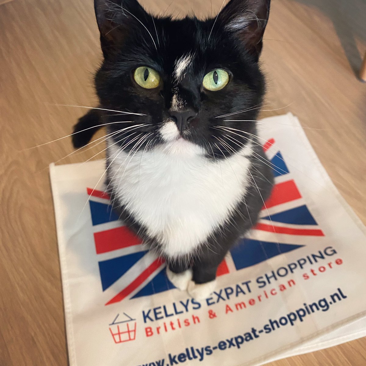 KellysExpatShop's tweet photo. Well… Facebook &amp; Instagram are down… so we see this as a moment to show off our model here on Twitter…

Happy World Animal Day from Kelly’s! 🌍😂😸 https://t.co/NPciaOJoWV