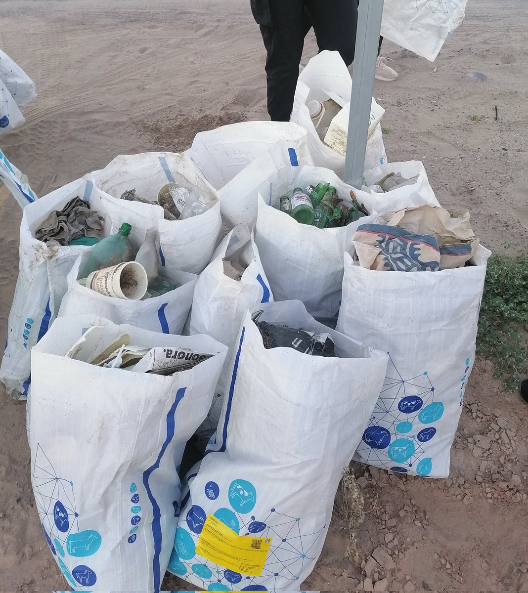 DanyArCst's tweet photo. Que nuestro trabajo hable más que nuestro discurso💪💚
Ayer el equipo de @sajsonora participó en la 4ta Mega Limpieza de Bahía de Kino donde asistieron diferentes colectivos, asociaciones civiles y autoridades municipales a recoger basura que se encuentra en nuestra playa. https://t.co/xrV8yJj9A8