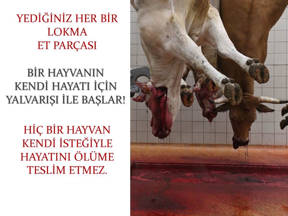 Yediğiniz her bir lokma et parçası bir hayvanın kendi hayatı için yalvarışı ile başlar!
Yediğiniz köfte, döner, hamburger ve pirzolaların sahiplerinin işkenceli son yolculukları.
Bunun size yapılmasını ister miydiniz?
#4EkimHayvanlarıKorumaGününü KUTLAMIYORUZ.
