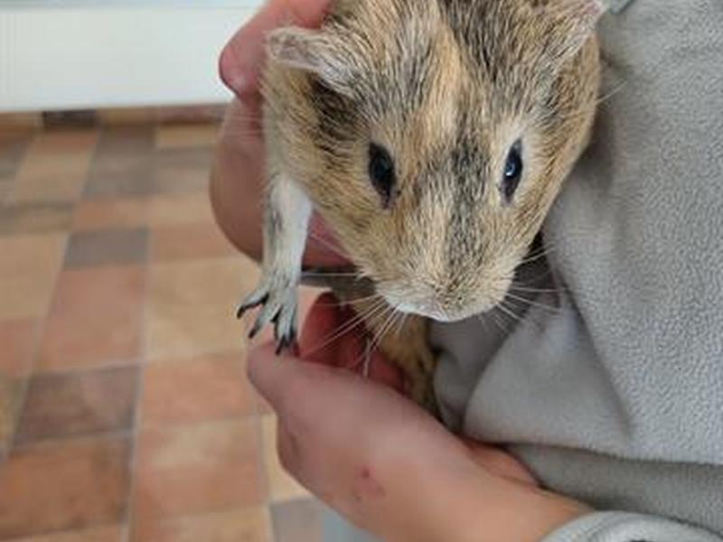 HSPPR's tweet photo. Pets are proven to help us stress less. Here are 3 cuties available for this week's #MeetMeMonday to improve your mood!

Jonesy the cat, Ike the guinea pig, and Ash the Labrador retriever mix are available now in Pueblo: https://t.co/hDpNCHjpJO #HappyTailsHappyHearts #adopt https://t.co/IOgbgbET8a