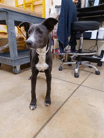 Pets are proven to help us stress less. Here are 3 cuties available for this week's #MeetMeMonday to improve your mood!

Jonesy the cat, Ike the guinea pig, and Ash the Labrador retriever mix are available now in Pueblo: bit.ly/3h0P5F2 #HappyTailsHappyHearts #adopt