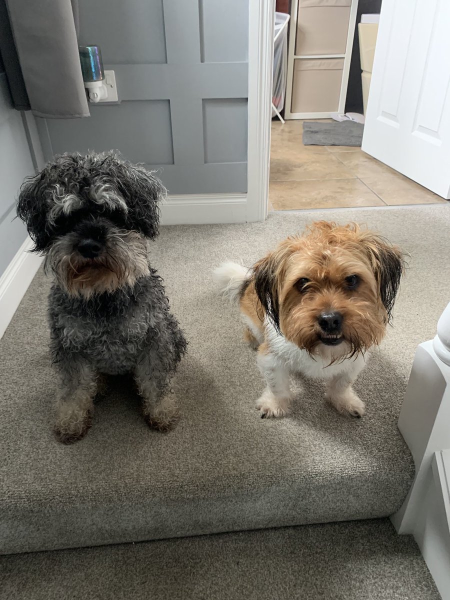 DiggityWalkers's tweet photo. STATEMENT- CEPs of Hot Diggity Dog Walkers:This social media outage shall not be tolerated. We demand that system be restored as soon as possible so we can get on with running our business #belfast #dogwalkers #Business #bossdogs #facebook #instagram #snackos #walkies #puppies https://t.co/82nC5XDyWg