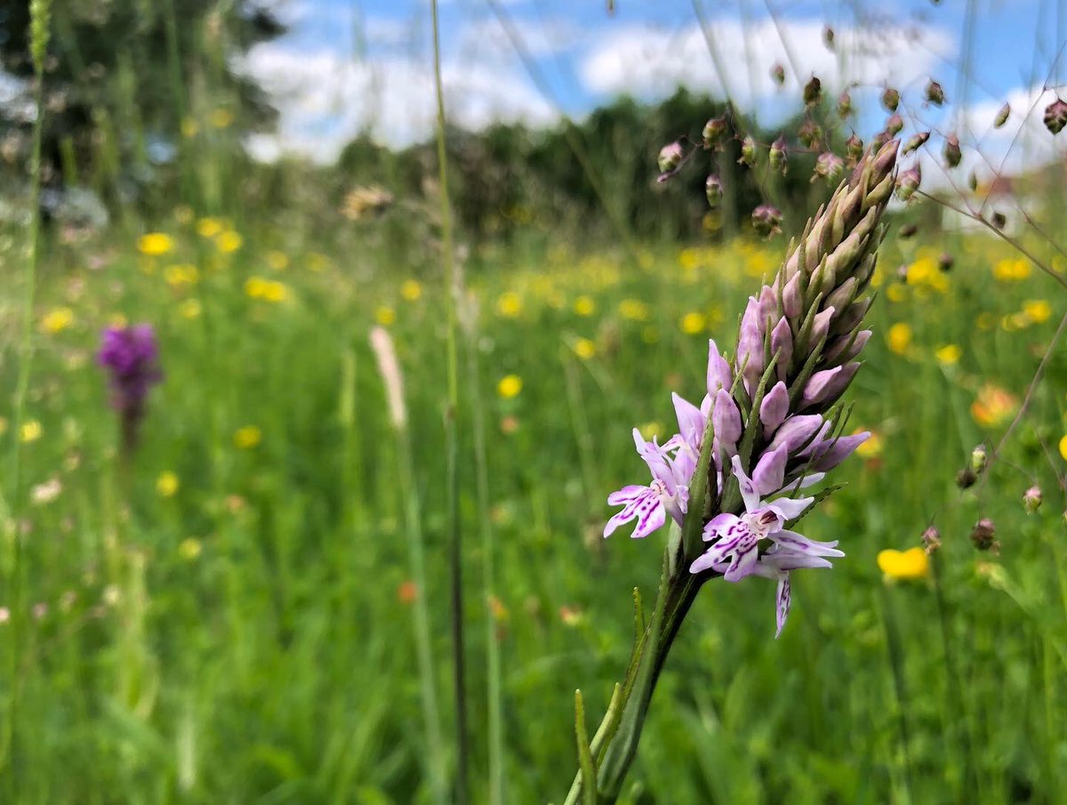 @GreenFlagAwdInt #WorldHabitatDay2021 we’re proud of the many magnificent meadows in Derby’s urban parks created over many years by a dedicated team 💚