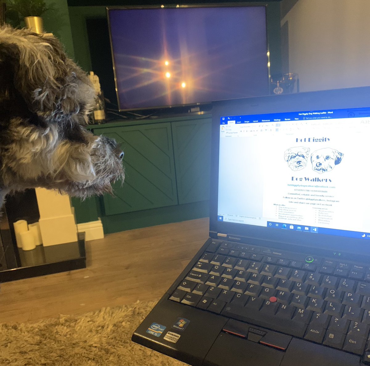 DiggityWalkers's tweet photo. Approving the new promotional literature for the business. If CEP Hamilton could give it a thumbs up, he would #hamilton #schnauzer #miniature #DogsofTwittter #walkers #walkies #belfast https://t.co/lAq8cSA8BP