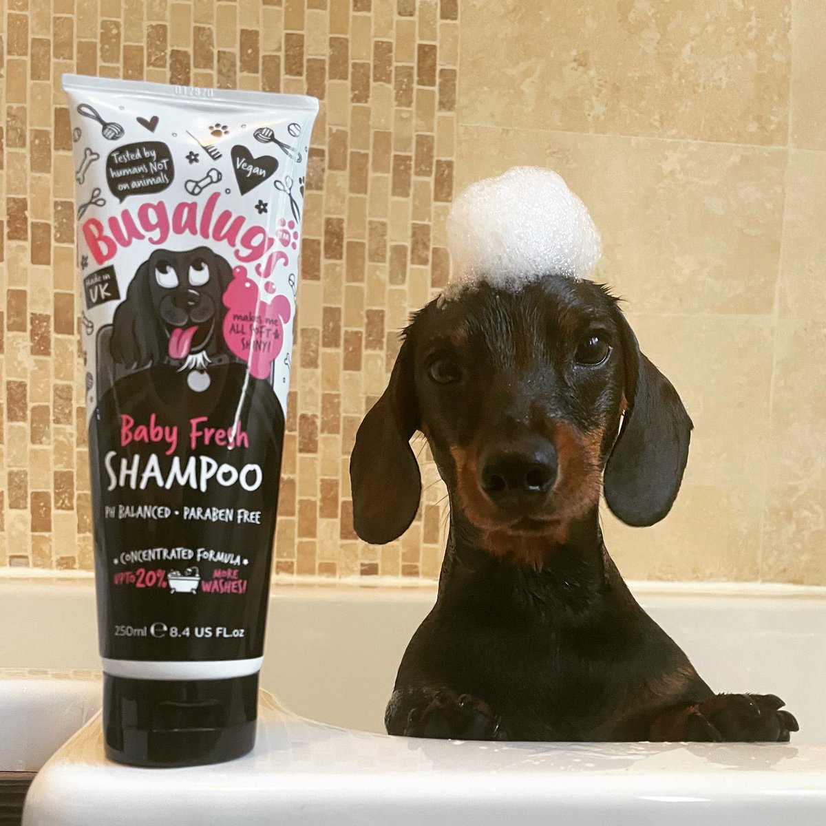 NicolaKatus's tweet photo. Wow #facebookdown #instagramisdown โฆ I guess Iโll share a picture of my dog to Twitter! ๐ @ernie_the_sausage_dog #bathtime #bugalugs #bored https://t.co/Hd05ms2N0a