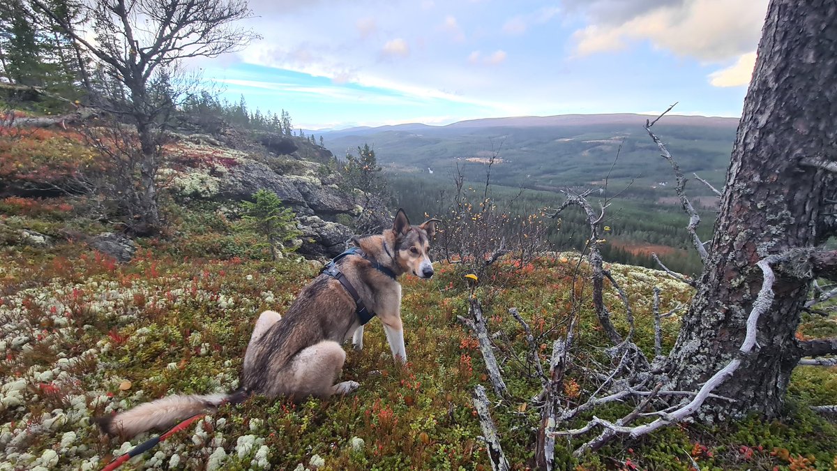 LarsSvanerud's tweet photo. Sitt ner och njut av utsikten så länge ❤❤
#facebookdown #instadown https://t.co/6ttvdYauss