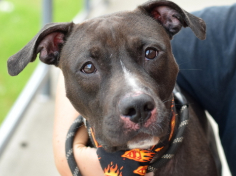 CabalClair's tweet photo. ✴️❤️SQUEAKER
Loves everyone, affectionate, wiggly, sweet
Happy, active, playful, loves tug
Trained, eager 2 please
Damaged tail, shelter amputated, then kill listed for 10/5
#Pledge to help
#Adopt/#Foster give/get ❤️ https://t.co/GnPIGsHMtX
