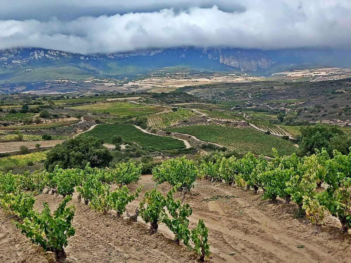 love2rioja's tweet photo. #Welcome back to #Twitter 😜
#Rioja #RiojaAlavesa #Vineyards #Spain #wine https://t.co/AKiaovEjkx