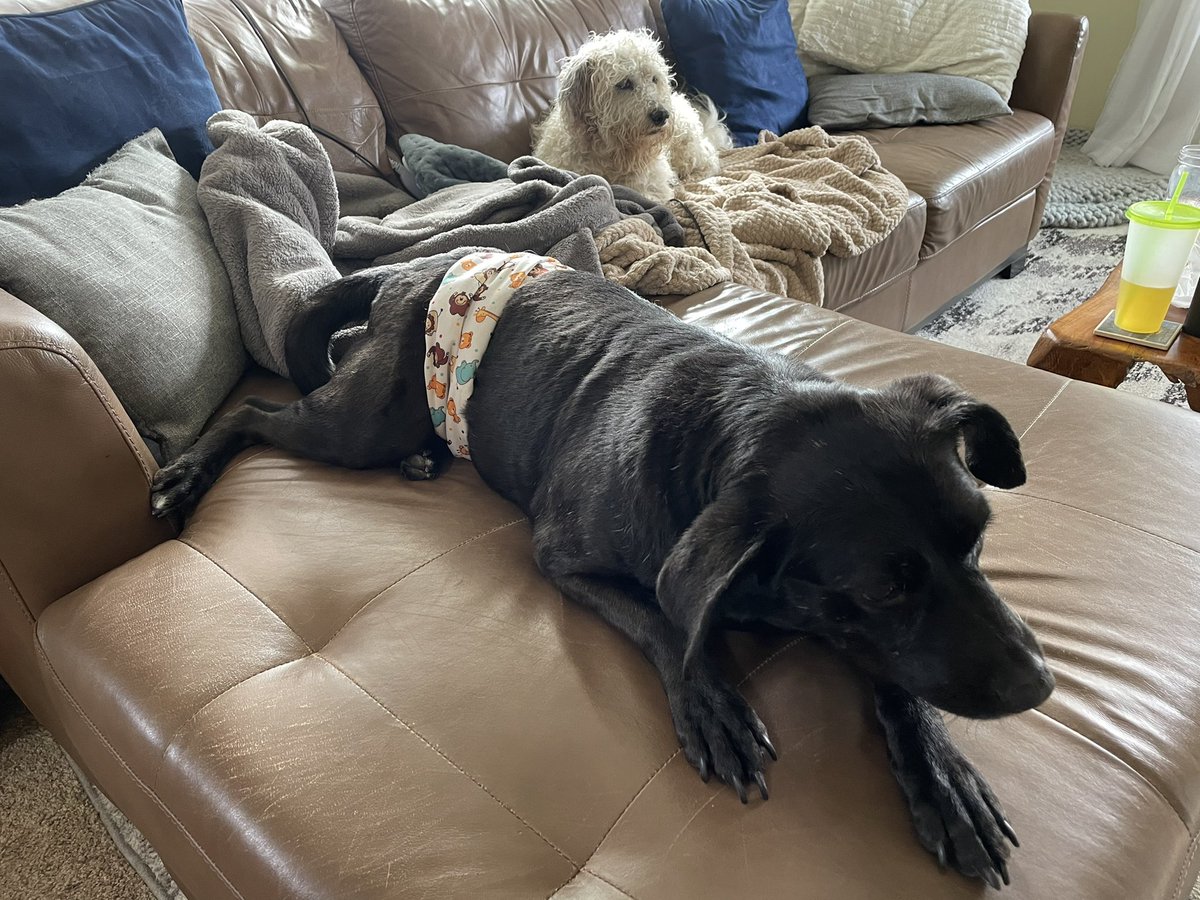 MandiWelchINDY's tweet photo. @dog_rates @subaru_usa Here is Scout in his awesome diaper and his brother Wampa fresh out of the bath. Both are rescues with a past but now they are both happy and spoiled … and they always get couch privileges! 🐶 🛋 https://t.co/1U4gkR5nkv